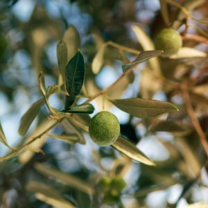 Ripe olive fruit on tree branch in organic cultivated orchard in mediterranean region